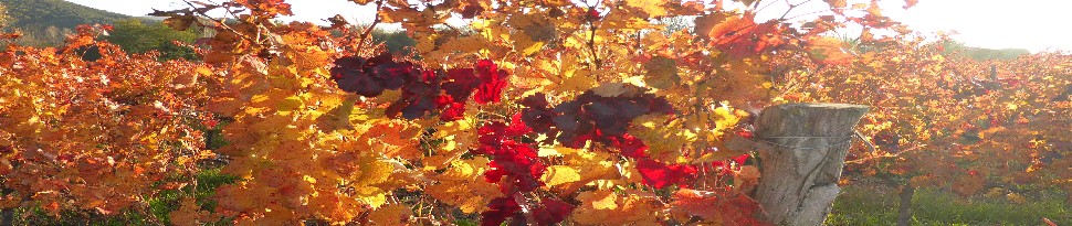 Vignes en automne