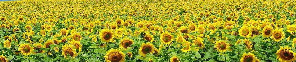 Champ de tournesol