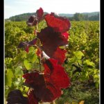 Le Mas de la Pérousse, Ardèche, vue d'ensemble, Vue d'ensemble 46