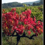 Le Mas de la Pérousse, Ardèche, vue d'ensemble, Vue d'ensemble 47